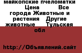  майкопские пчеломатки F-1  › Цена ­ 800 - Все города Животные и растения » Другие животные   . Тульская обл.